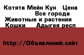 Котята Мейн Кун › Цена ­ 15 000 - Все города Животные и растения » Кошки   . Адыгея респ.